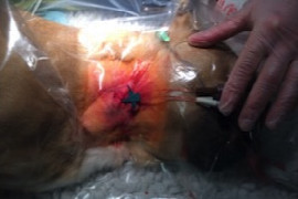 maintenance-of-tubes-and-drains-for-nurses-1.jpeg
