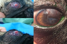 eye-mergencies-management-of-urgent-eye-cases.jpeg