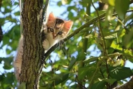 Katze im Baum_300x200.jpg