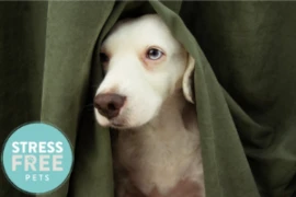 <p>Noise: Its Physiological and Behavioural Effects in Veterinary Patients</p>