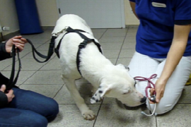 medical-training-for-dogs-and-cats-making-the-vet-visit-less-stressful-for-everyone-1.png