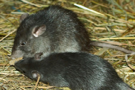 common-conditions-of-geriatric-rats-and-mice.jpeg