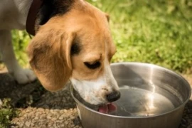 dog-1378087_1920.jpg