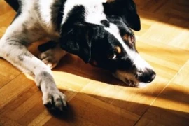 The behavioural effects in pets with owners being asked to socially distance