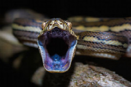 caring-for-the-snake-bite-patient-for-the-emergency-nurse-1.jpg
