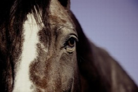 Insights into Equine Metabolic Syndrome (EMS) and Equine Cushing's (PPID)