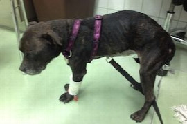 chronische-gastrointestinale-probleme-bei-hund-und-katze-alles-nur-ibd-sind-kortikosteroide-die-antwort-2.jpeg