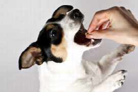 pet-food-philosophies-facts-and-fallacies.jpeg