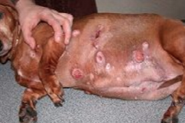 mastocytomes-cutanes-canins-actualites.png