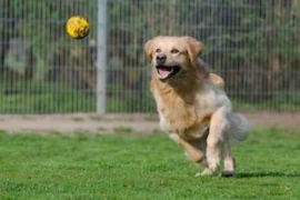 golden-retriever_300x200.jpg