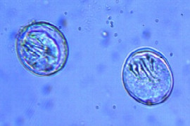 endoparasites-from-101-to-the-clinical-frontline-1.jpeg