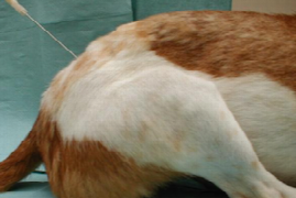 Understanding and Troubleshooting Small Animal Anaesthesia (for veterinary nurses)