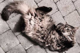abord-d-un-chat-avec-prurit-discussion-de-cas-cliniques.png