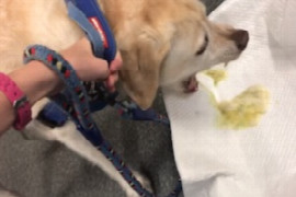 a-veterinary-nurses-approach-to-triage-and-treatment-common-poisons-and-toxicities-1.jpeg