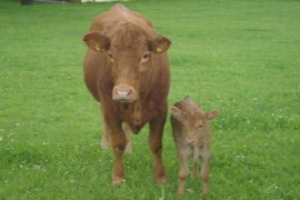 das-gesunde-kalb-a-der-start-ist-entscheidend-1.jpeg