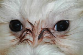 das-tranende-auge.jpeg