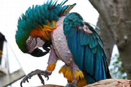 avian-behaviour-the-essentials-for-veterinary-nurses-1.jpeg