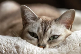 Feline Pain Management 