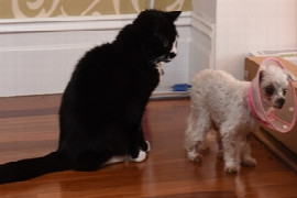 palliative-care-in-companion-animal-practice-1.jpeg