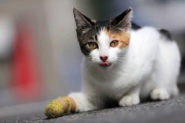 cat-5586889_960_300x200px.jpg