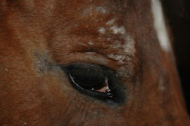 das-pferd-mit-schuppen-und-krusten-1.jpeg