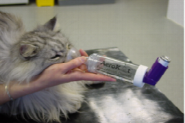 take-a-deep-breath-feline-lower-airway-disease-and-how-to-manage-it-1.png
