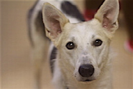gut-kombiniert-ist-halb-gewonnen-interpretation-der-blutchemie-bei-hund-und-katze.jpeg