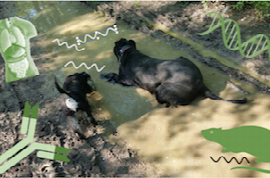 leptospirose-beim-hund-die-diagnostik-blackbox-offnen.png
