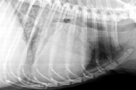 radiology-of-the-canine-and-feline-lung-making-sense-of-the-changes.jpeg