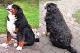 Obesity in Dogs 