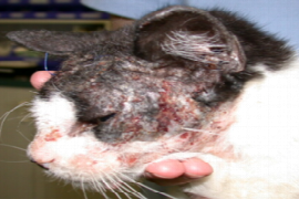 FELINE PRURITUS: what’s new in diagnosis and management?