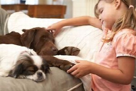 La gestion du chien atopique : de la frustration au plaisir