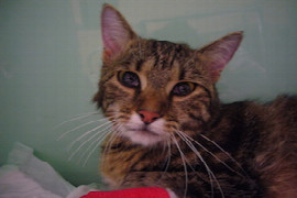 the-old-skinny-cat-healthy-or-ill-1.jpeg