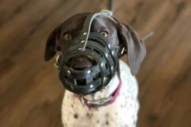 aggressive dog muzzled (002).jpg