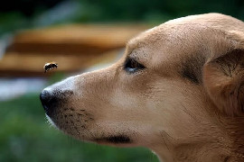 bee-sting-on-dogs-prevention.jpg