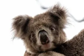 koala-300x200.png