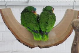green-parrots-ge37c77179_300x200px.jpg