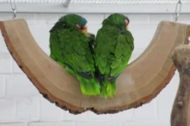 green-parrots-ge37c77179_300x200px.jpg