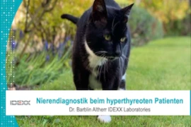 Nierendiagnostik beim hyperthyreoten Patienten_300x200.png