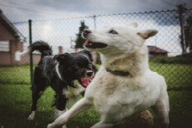 mental-health-of-pet-dogs-and-cats-for-nurses-1.jpeg