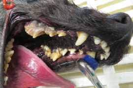 periodontal-disease-and-dental-grading-for-veterinary-nurses-1.jpeg