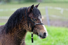das-equine-cushing-syndrom-a-neueste-erkenntnisse.jpeg