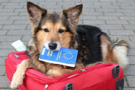 mein-hund-fa-hrt-mit-auf-urlaub-veterina-rvorschriften-fa-r-hunde-und-katzen-im-reiseverkehr-2.jpeg