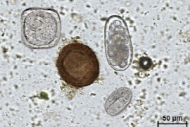 esccap-empfehlungen-zur-behandlung-und-kontrolle-gastro-intestinaler-parasiten-beim-pferd.jpeg