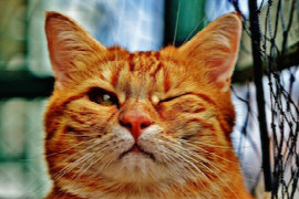 common-cat-cancers.jpeg