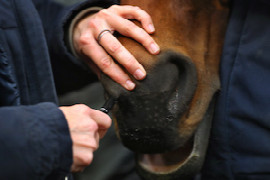 Equines Asthma – Wo steht die Pferdemedizin heute?