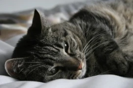 cat-300x200.jpg