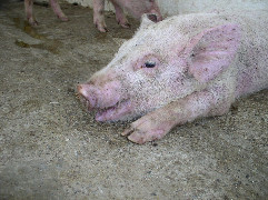 gesunde-atemwege-beim-schwein-a-kontrolliertes-zusammenspiel-von-medizin-a-konomie-und-technik-4.jpeg