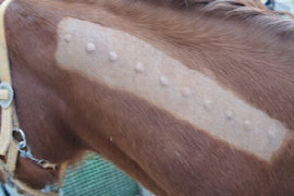 equines-sarkoid-pathogenese-und-prophylaxe-9.jpeg