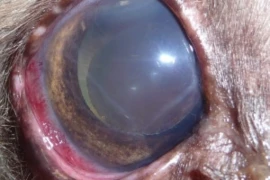 8eqxmpvb75dozk0ulxgpc5av6mq63v3d_300x200px.jpg